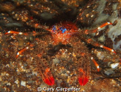 
Spiny squat lobster (Galathea strigosa) - Picture taken... by Gary Carpenter 
